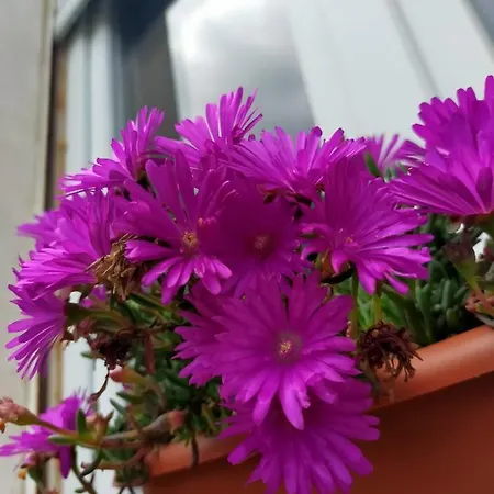Casina Gentili Apartman Perugia